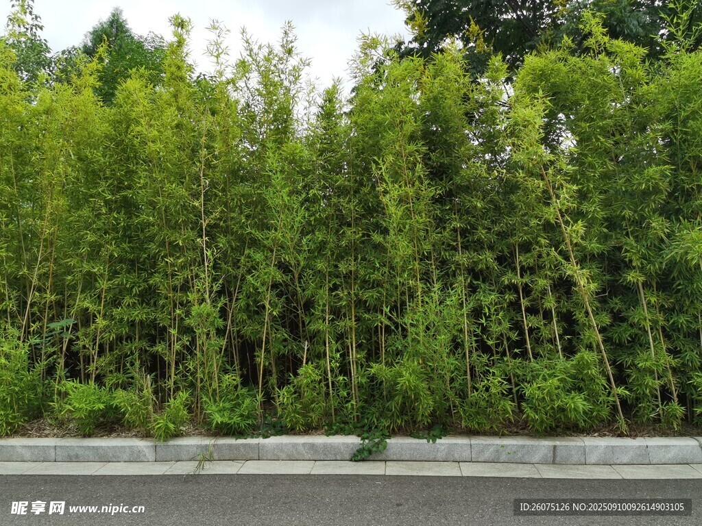 路边翠绿竹林景观
