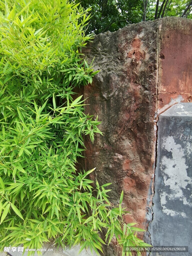 墙边翠绿竹子景致