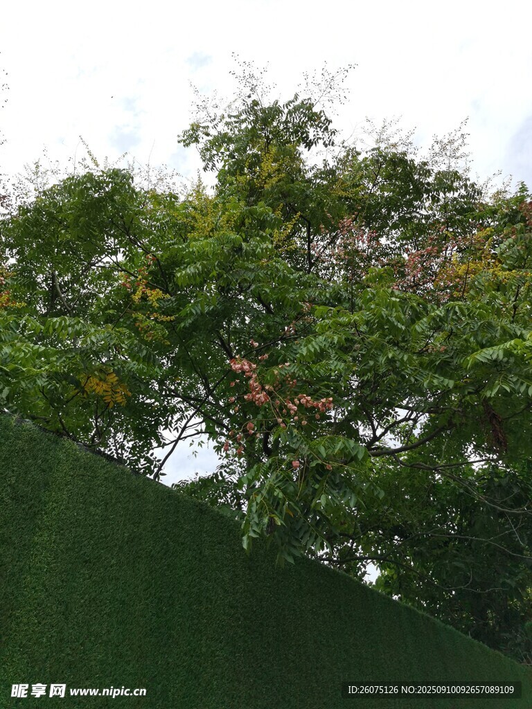 绿叶繁茂的树木景观
