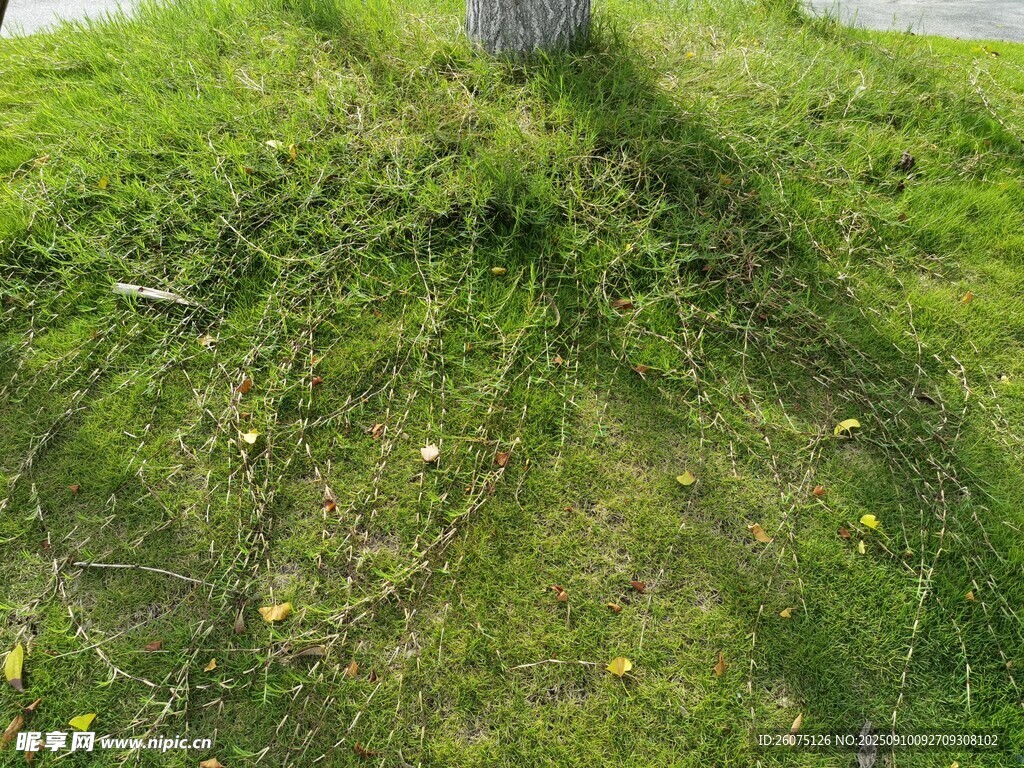 光影下的草地与黄色落叶