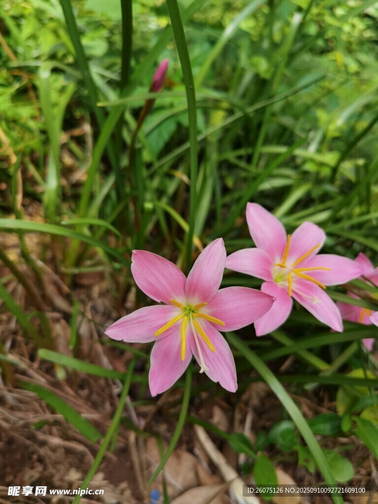 草丛中的两朵粉嫩风雨兰