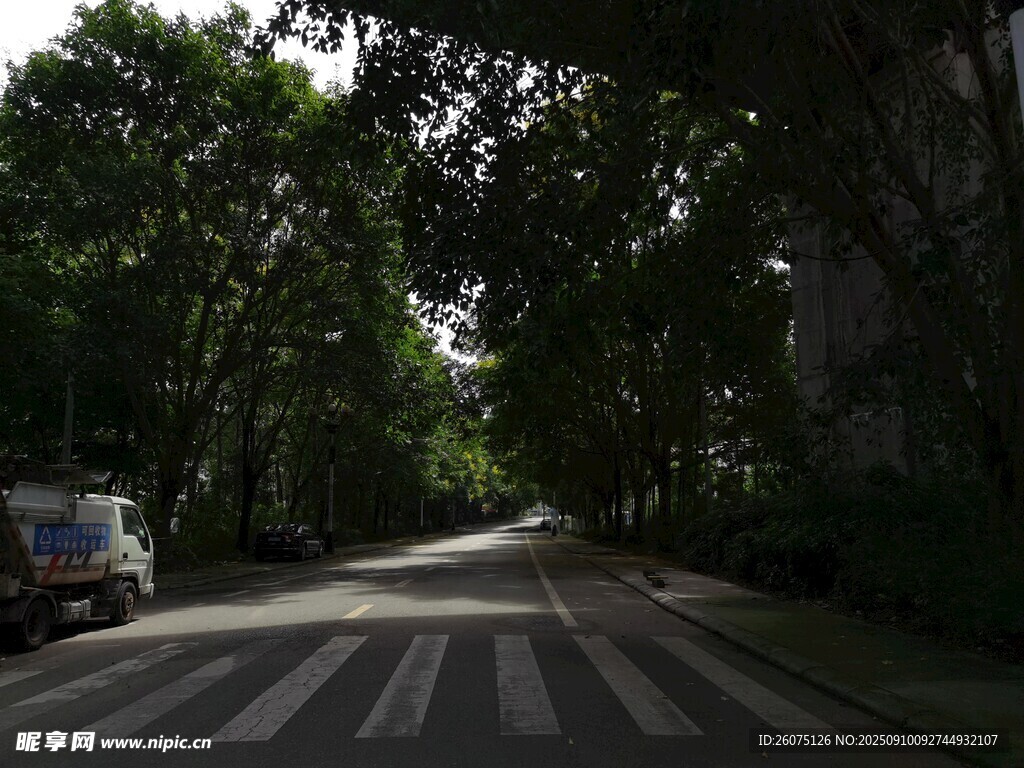 林荫下的宁静街道
