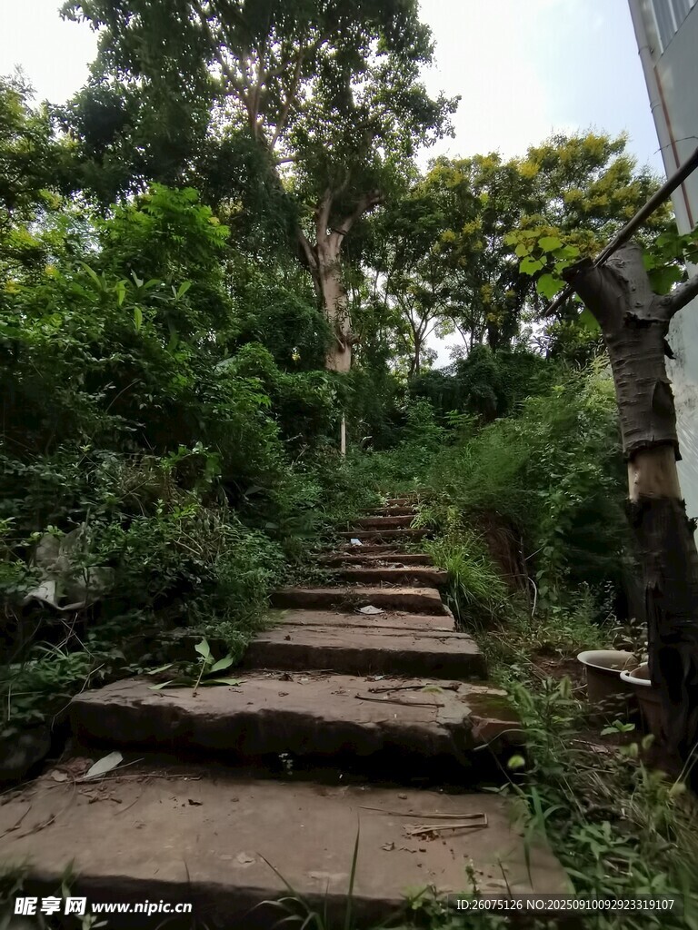 林间石阶隐于绿意之中