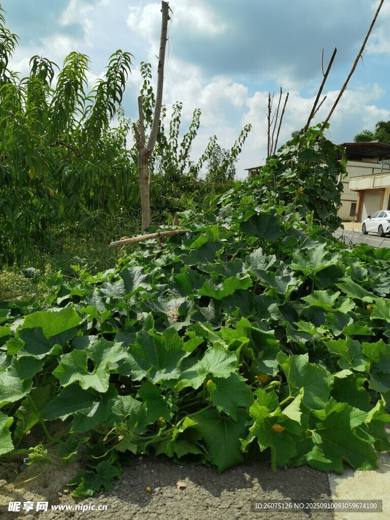 绿意盎然的农田景象