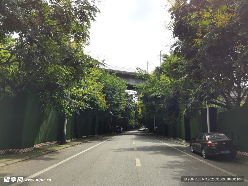 林荫道路上的黑色轿车