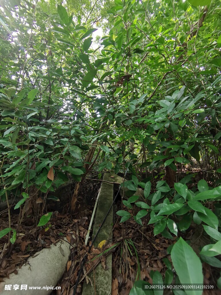 繁茂绿植间的小径