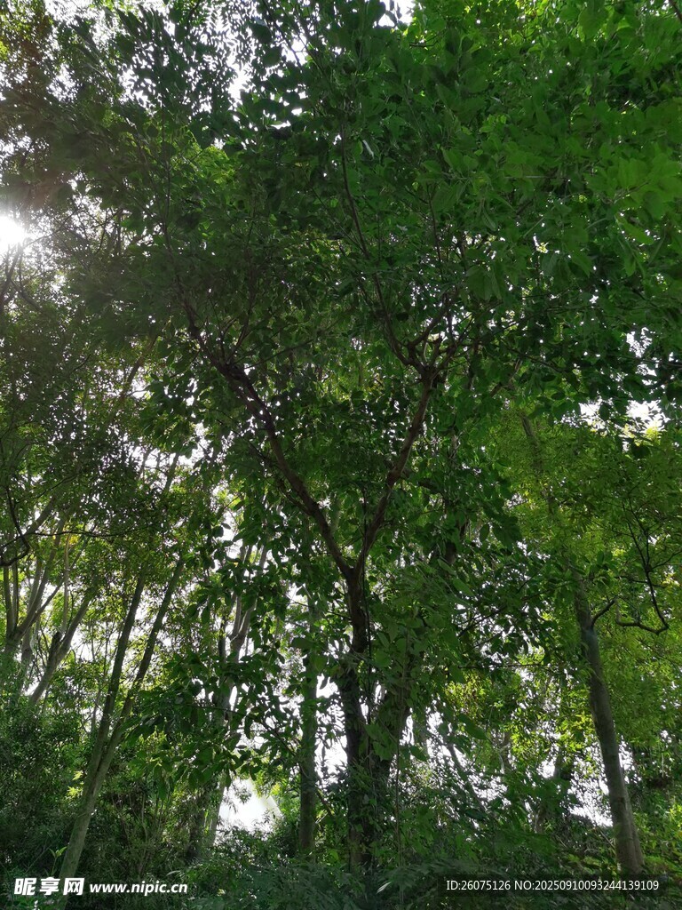 阳光洒落茂密树林