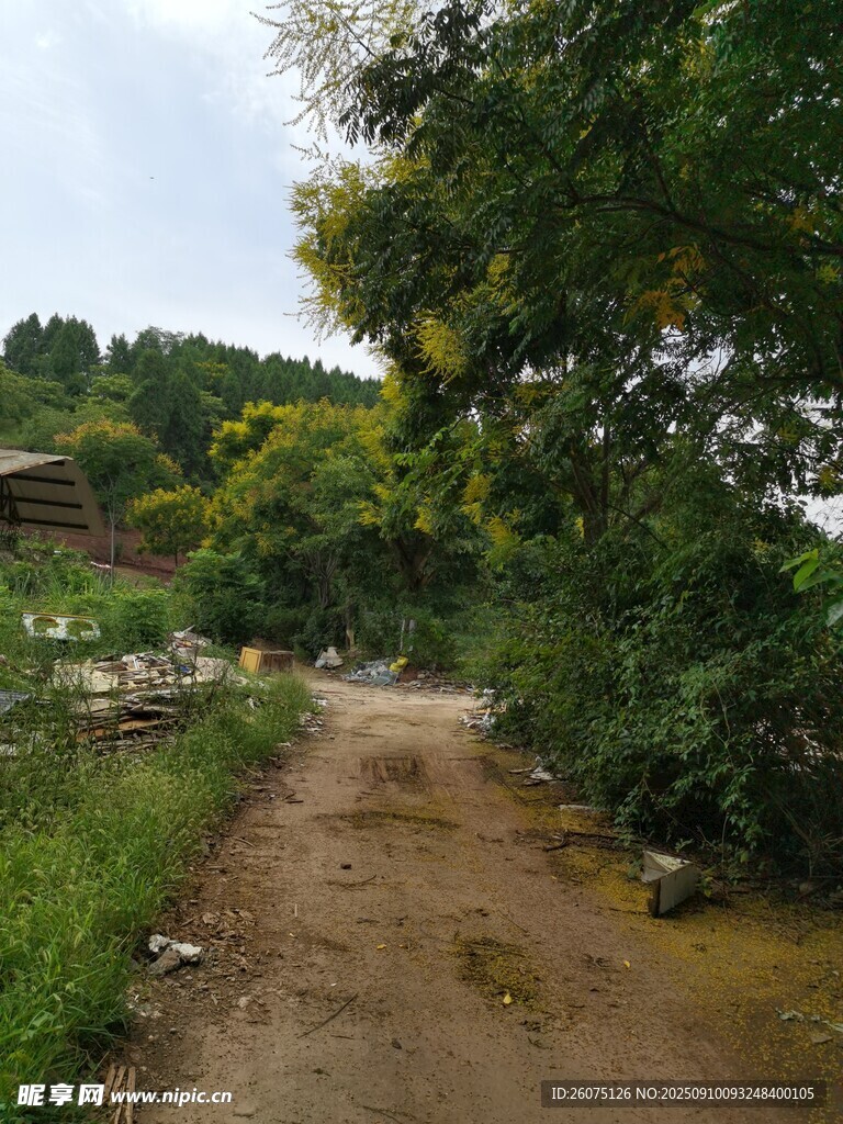乡间泥泞小路绿意环绕