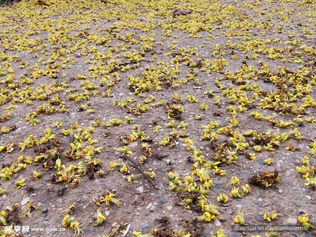 地面散落的黄色花瓣