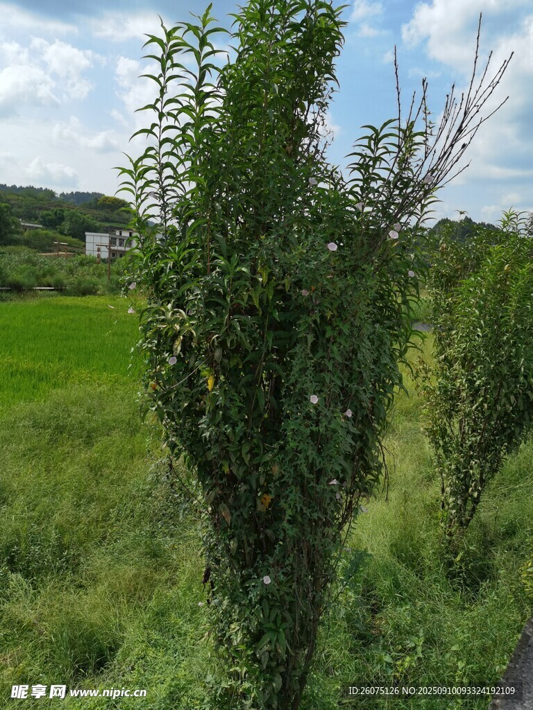 田野边的绿植景观