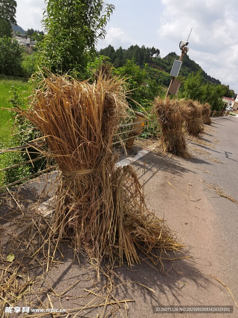 路边堆放的干枯农作物