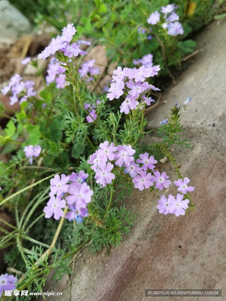 紫色小花绽放于地面