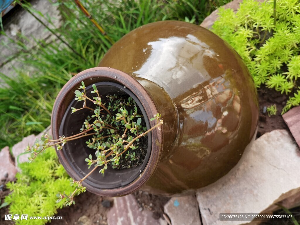 陶制花盆中的绿植景观