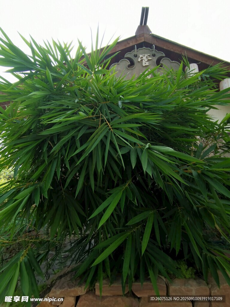 翠竹掩映下的古朴屋顶