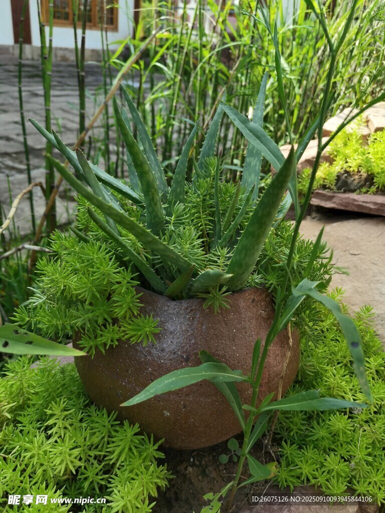 陶盆绿植营造自然小景