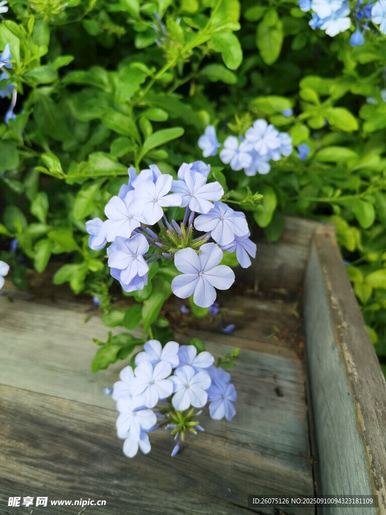 木边绽放的淡蓝色小花
