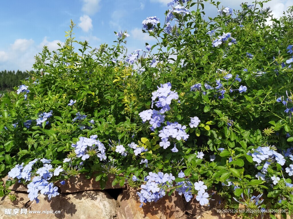 蓝花绽放的繁茂植物景观