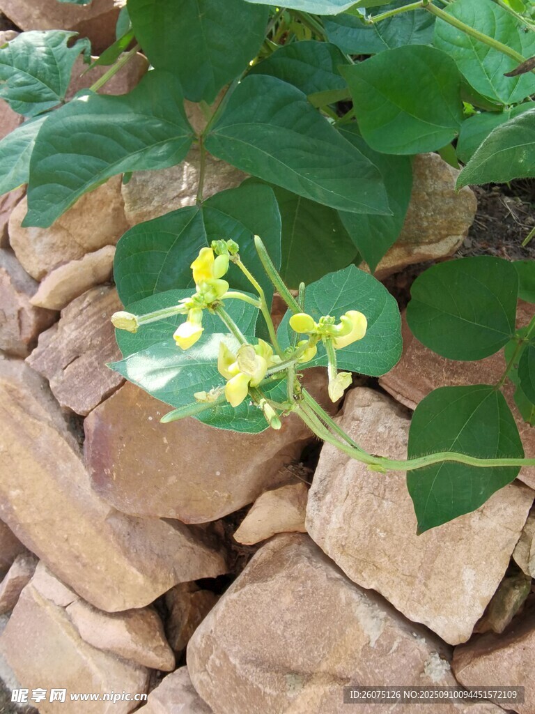 石缝中绽放的黄色小花