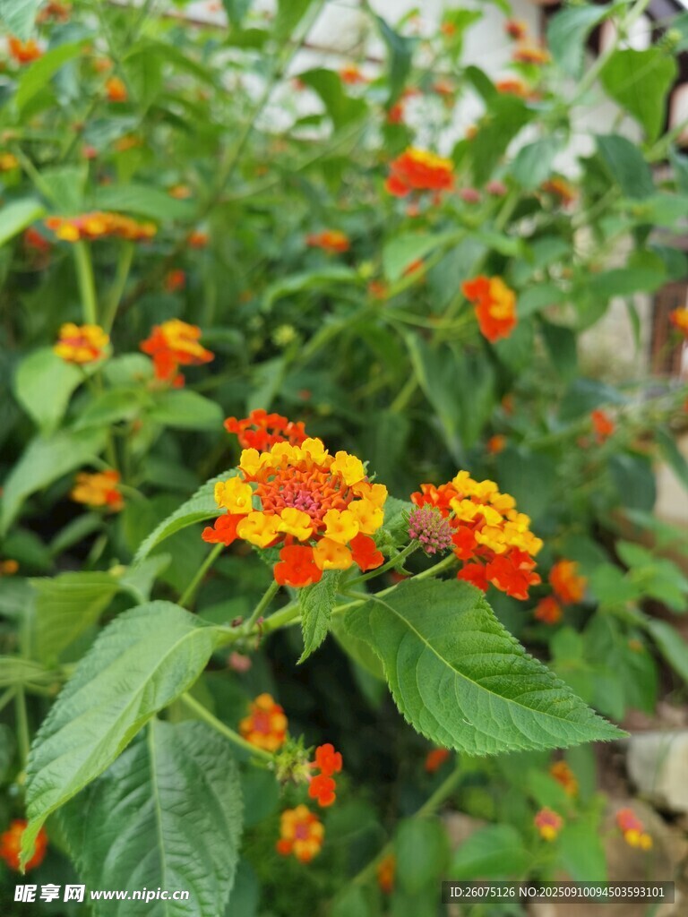 鲜艳多彩的马缨丹花卉