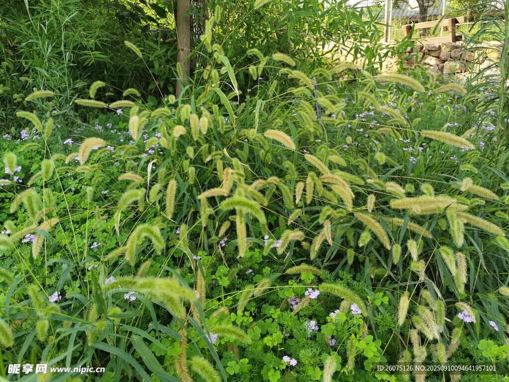 茂盛绿植景观