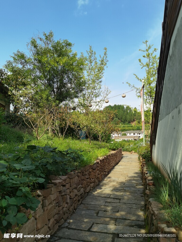 乡村小径旁的绿意景致