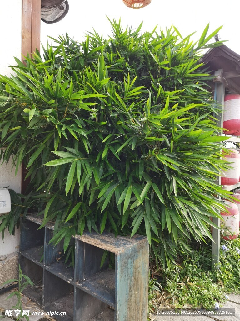 茂盛绿植装点户外角落