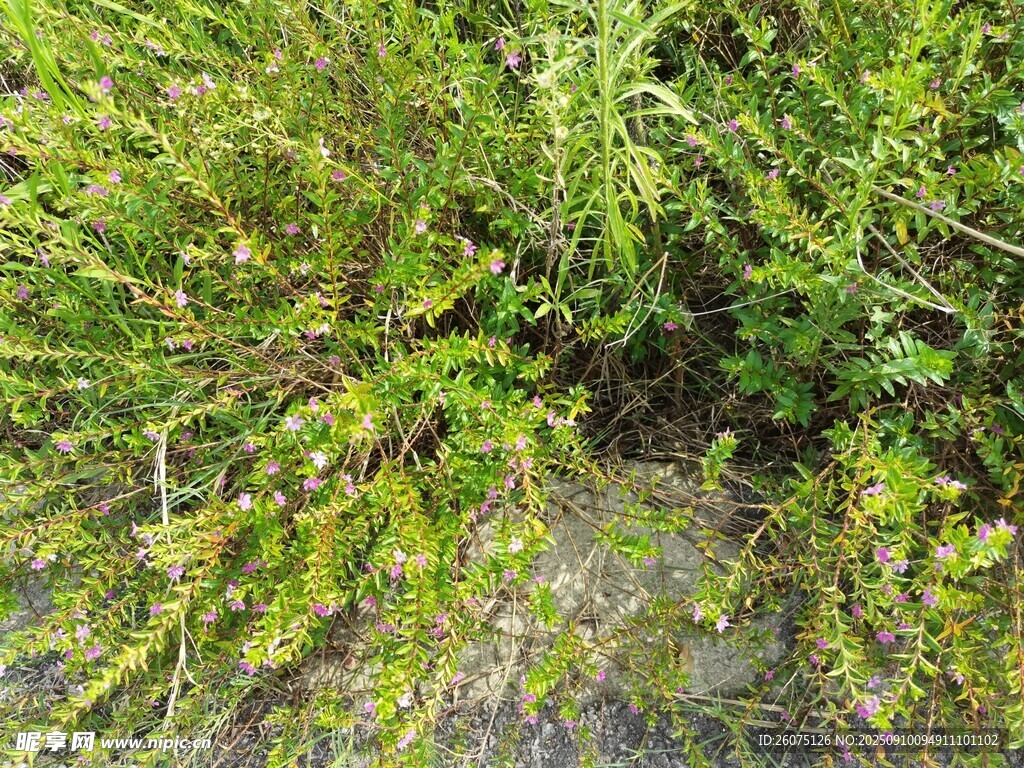 地面丛生的绿色植物