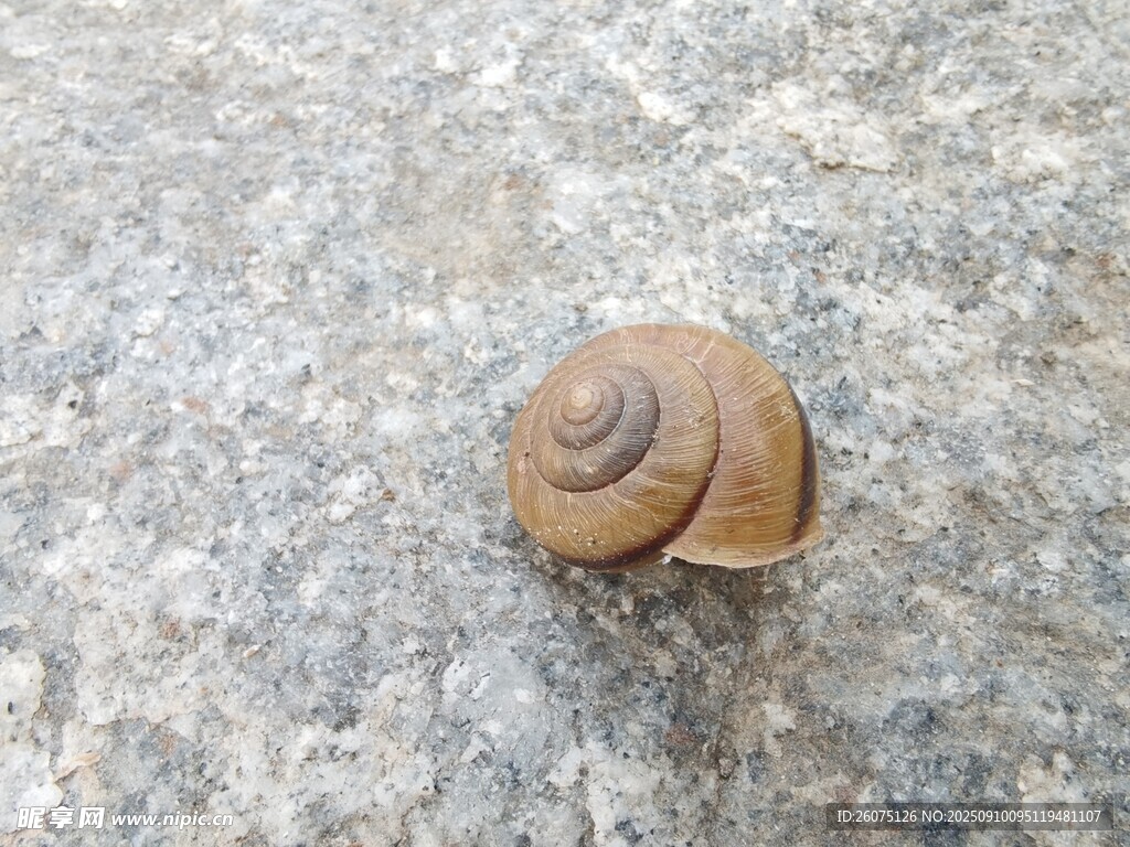 石面上的蜗牛