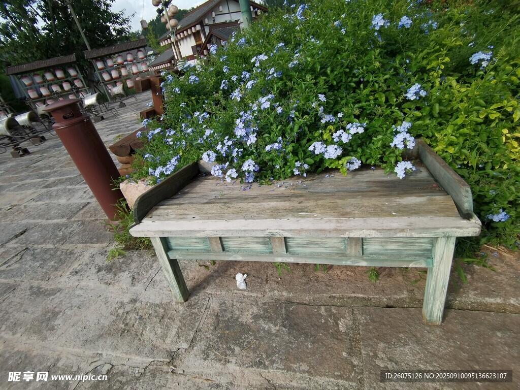 古朴木长椅旁的蓝花景致