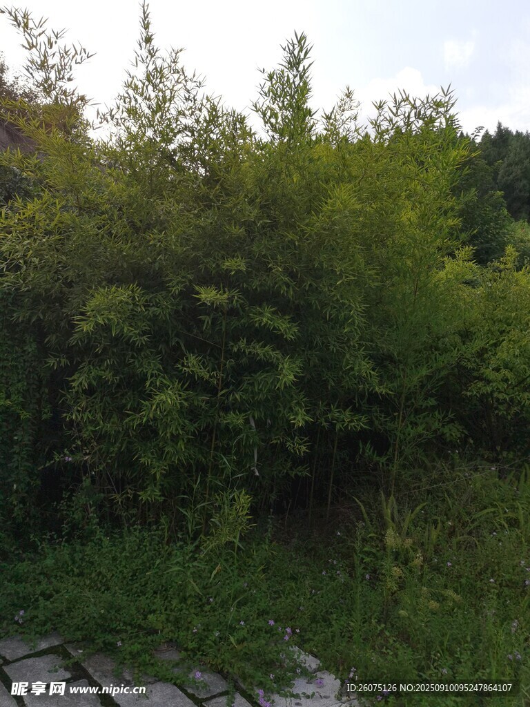 户外葱郁绿植景观