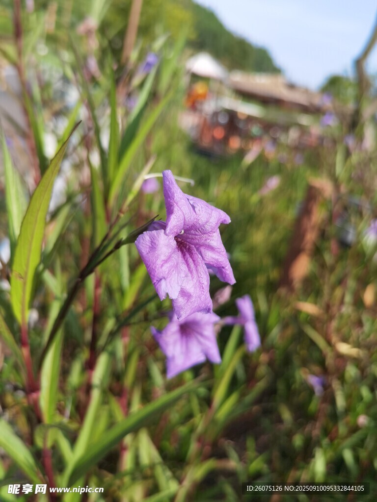 紫色小花绽放于草丛间