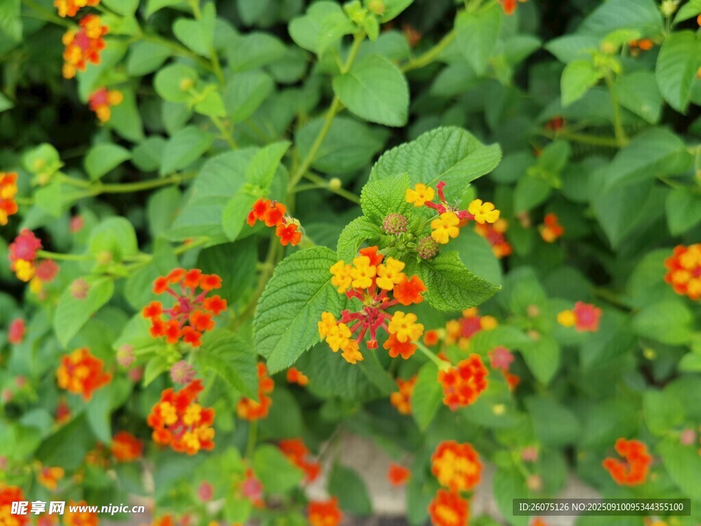 鲜艳橙花绽放绿叶间