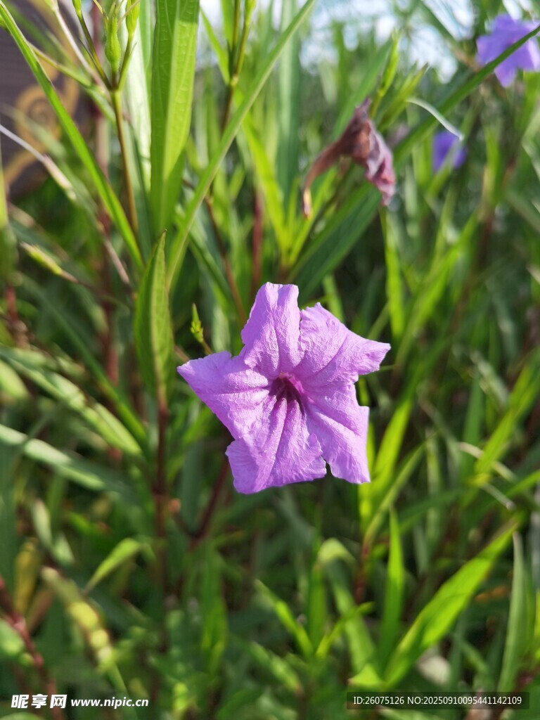 紫色小花绽放于绿叶间