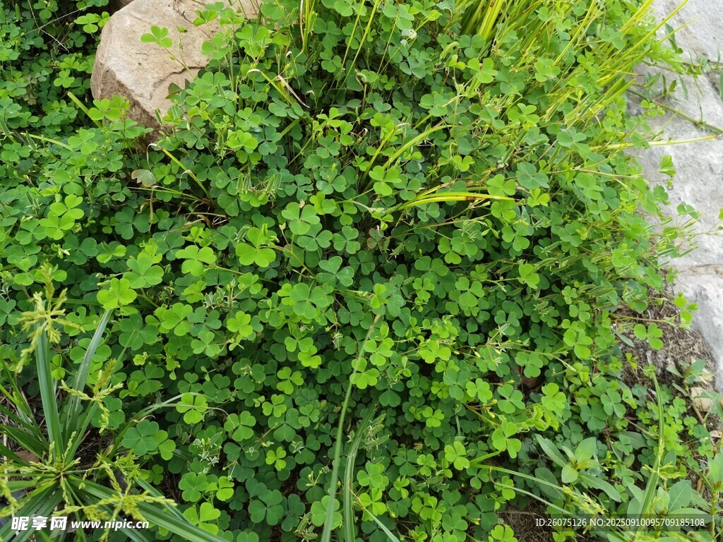 翠绿繁茂的地面丛生植物