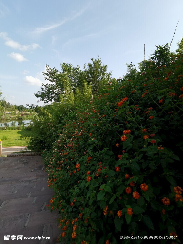 路边繁花盛开的绿植景观