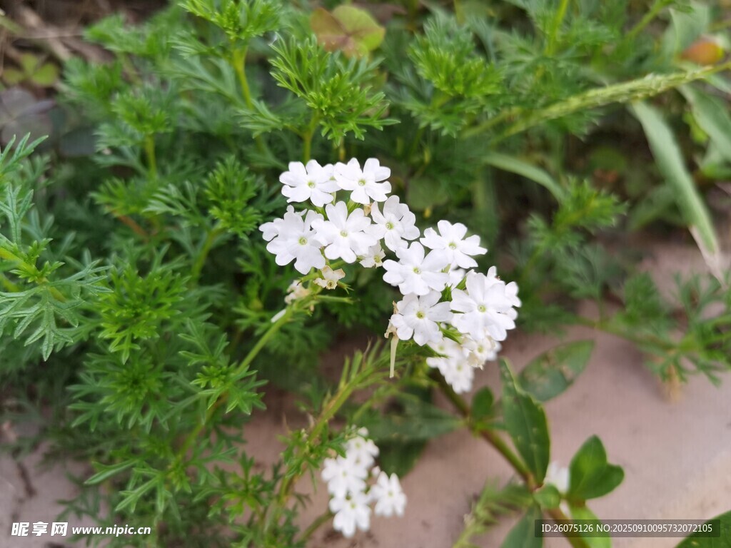 白色小花绽放于绿植间