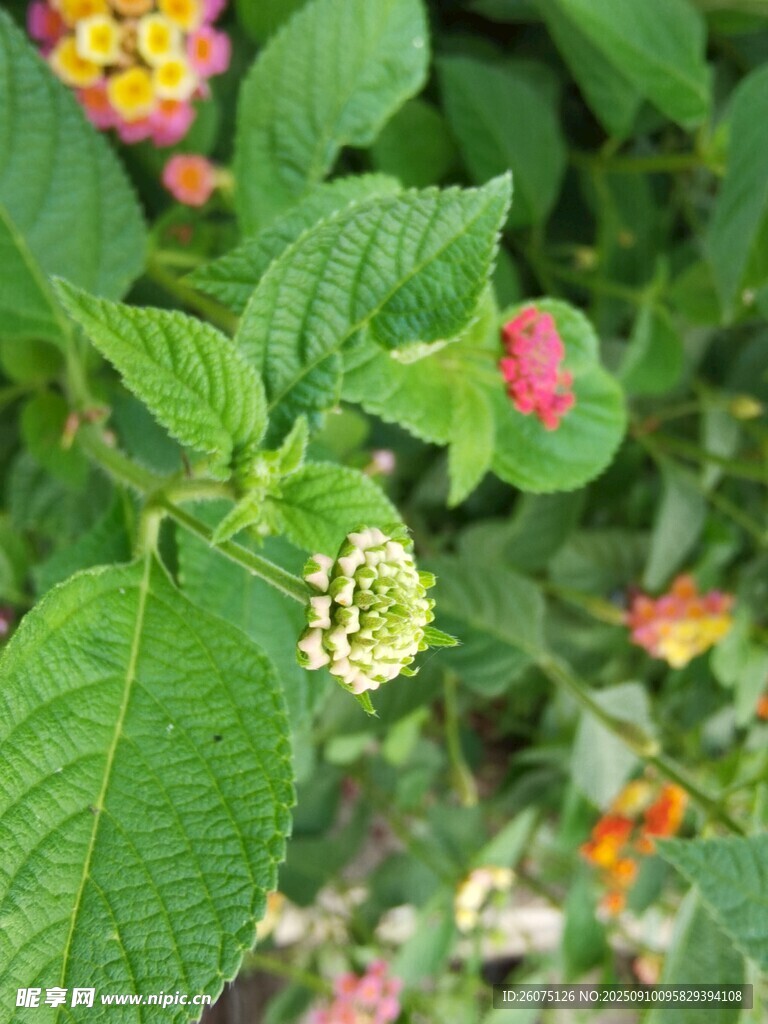 绿叶间的多彩花卉