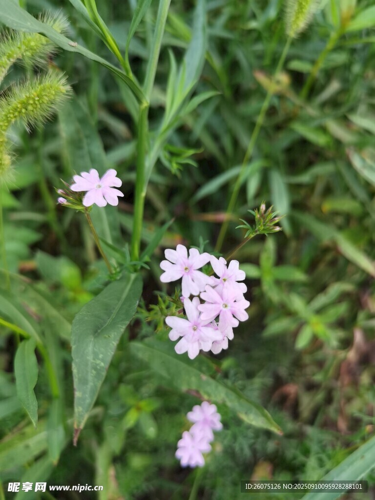 草丛中的粉嫩小花