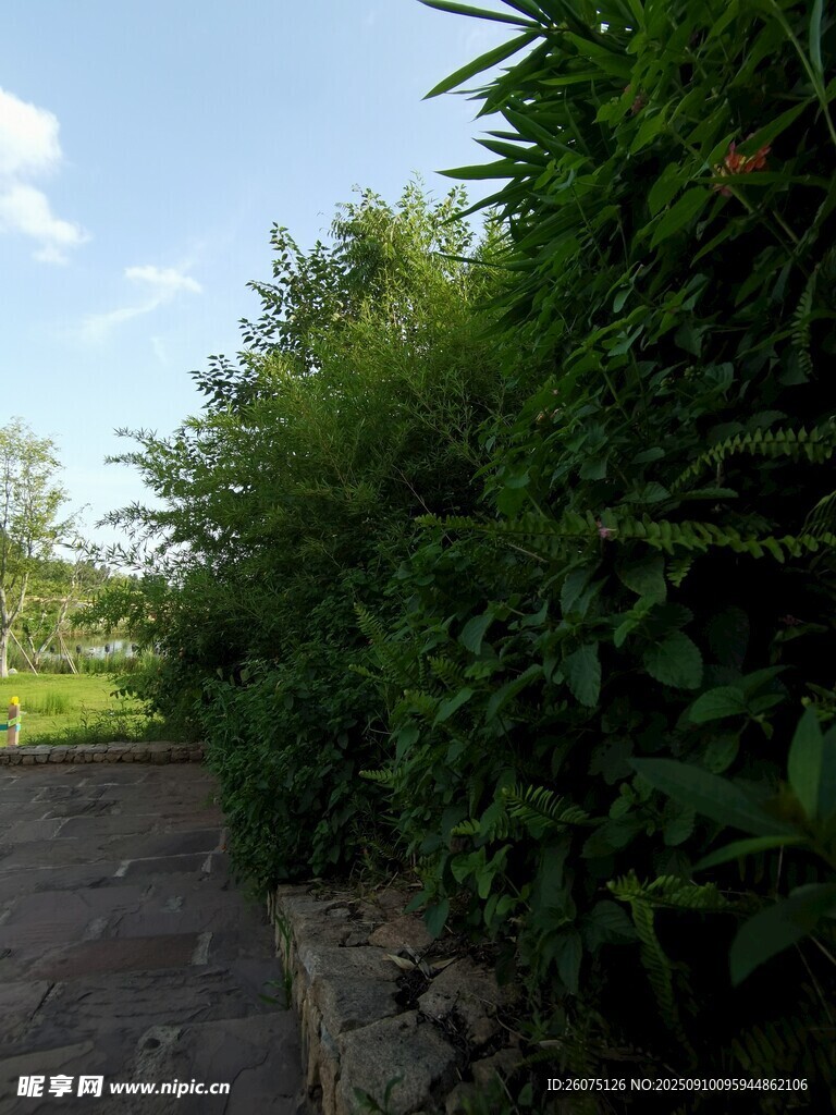 小径旁的繁茂绿植