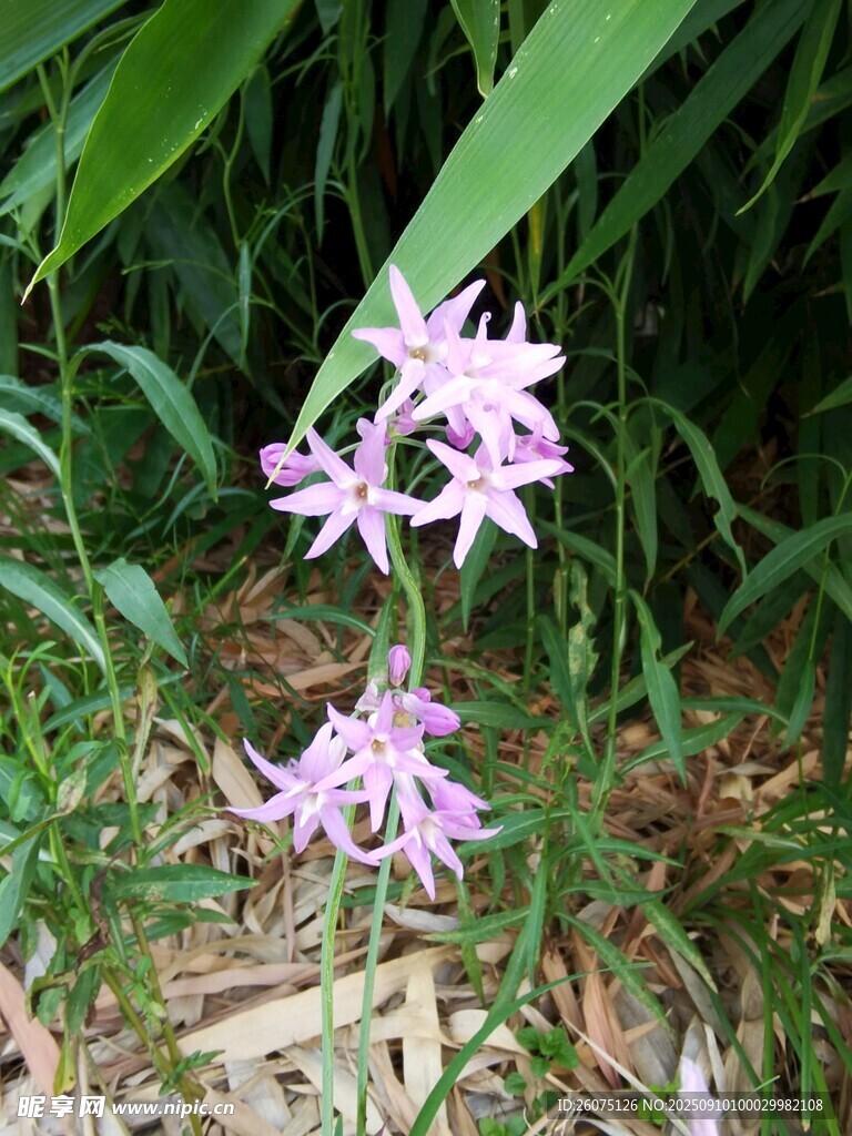 野外绽放的美丽紫花