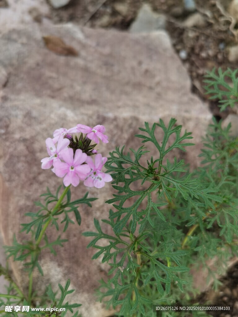 岩石旁绽放的粉色小花