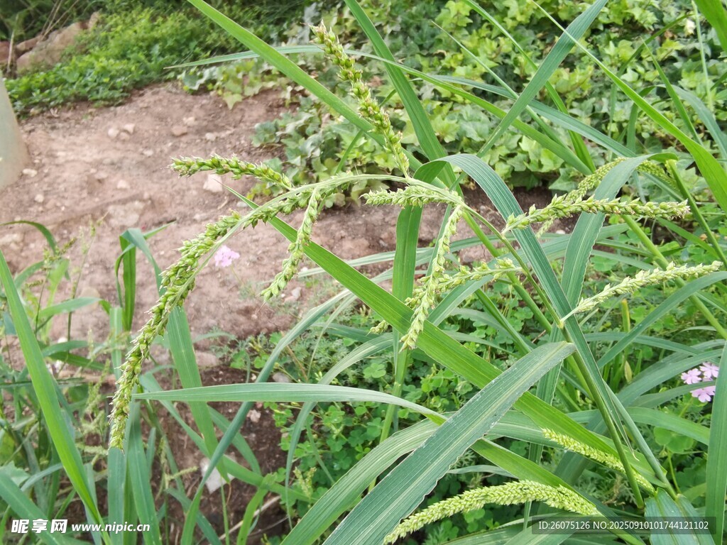 草丛中的自然景象
