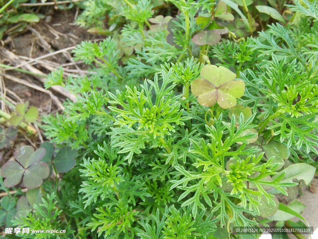 绿色植物特写