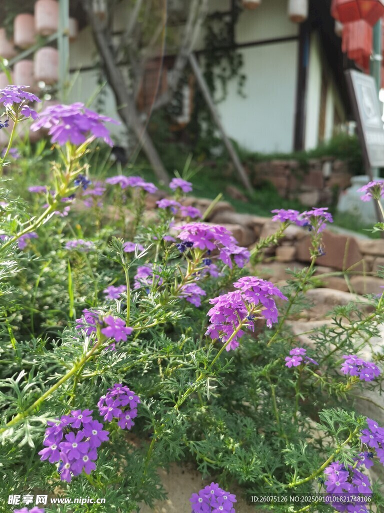 紫色花卉绽放于绿植间
