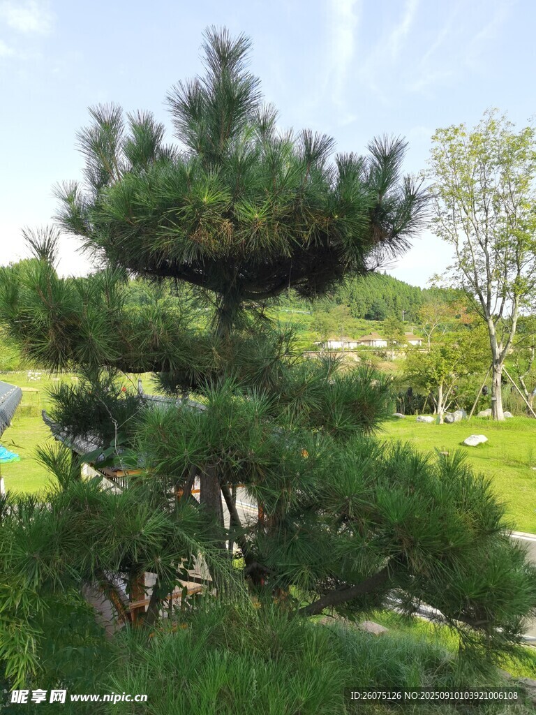 庭院中的翠绿松树