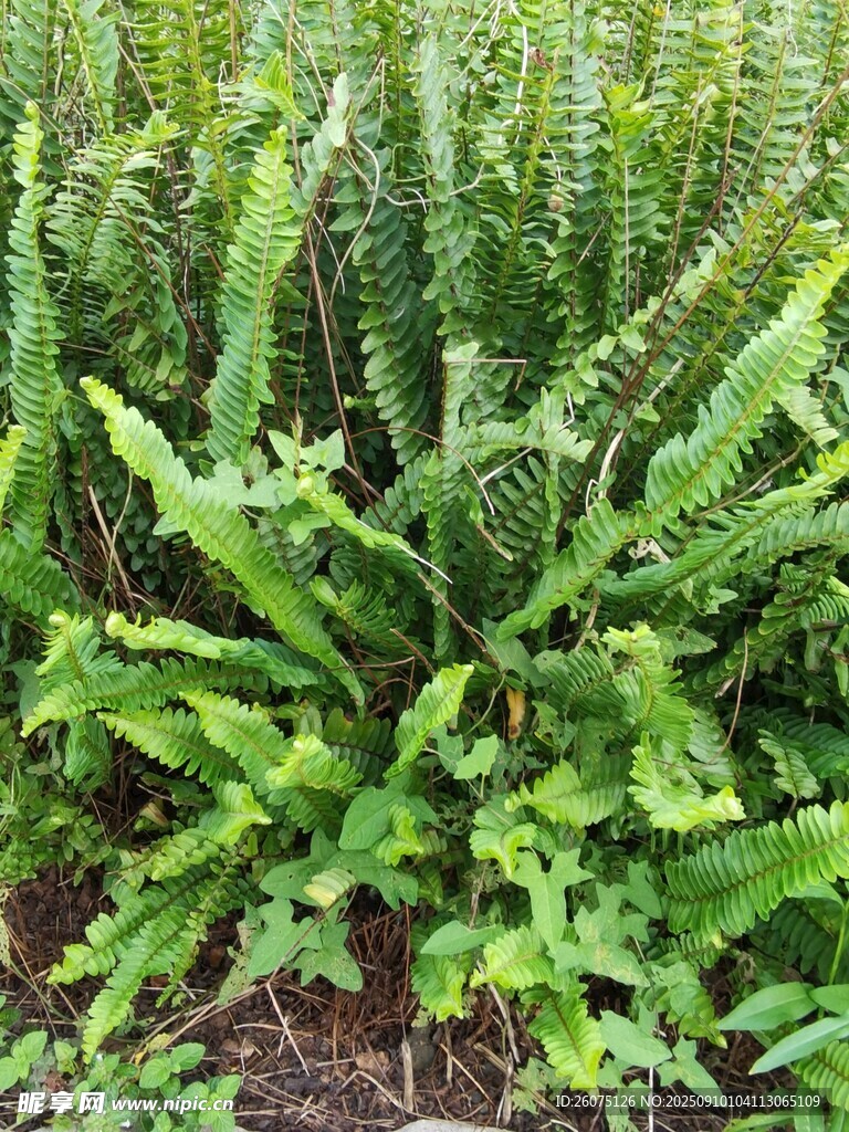 茂盛的绿色蕨类植物