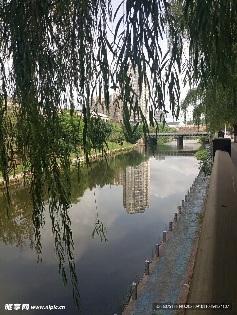 河畔垂柳下的静谧风光