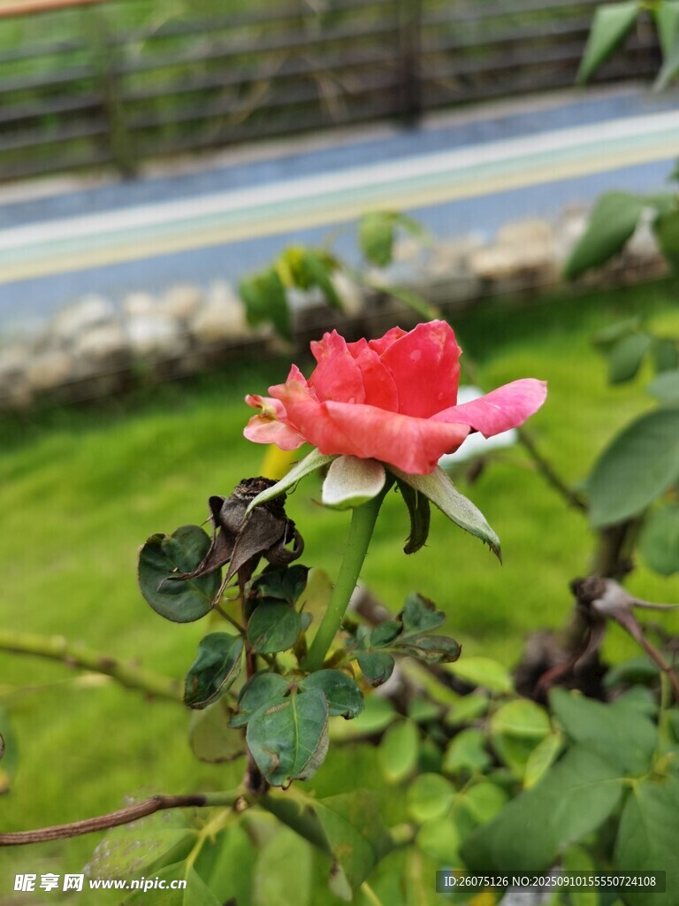 娇艳红蔷薇绽放绿叶间