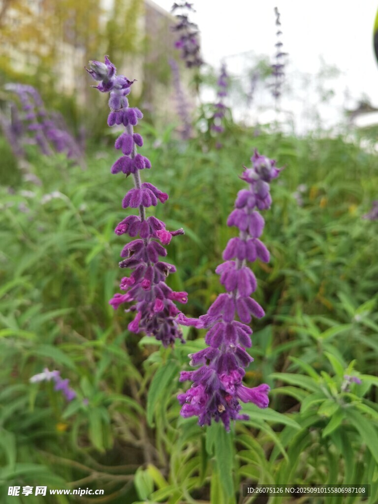 紫色鼠尾草绽放于绿野