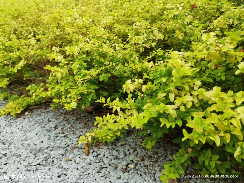 翠绿植物与灰色地面景观